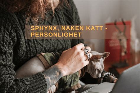 Sphynx, naken katt – egenskaper och skötsel